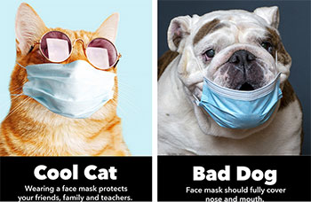 Cat and dog wearing face masks