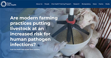 Duke One Health homepage pigs at feeding trough