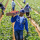 farmworkers in field