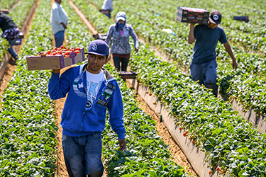 Farm workers work in fields.