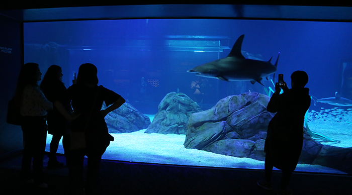 Four silhouetted people in the dark watching a shark swim by in a giant aquarium tank.