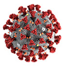 magnified image of coronavirus