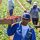 A farm worker carries a box of strawberries while walking through a field. 